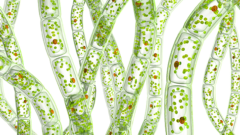 藻类细胞计数