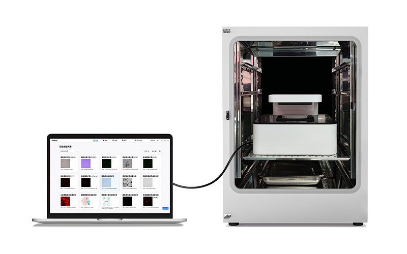 内置自动光学扫描系统，重构活细胞成像稳定性
